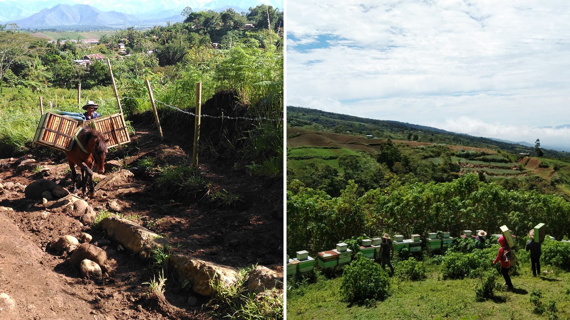 Love My Honey Harvest In Mindanao